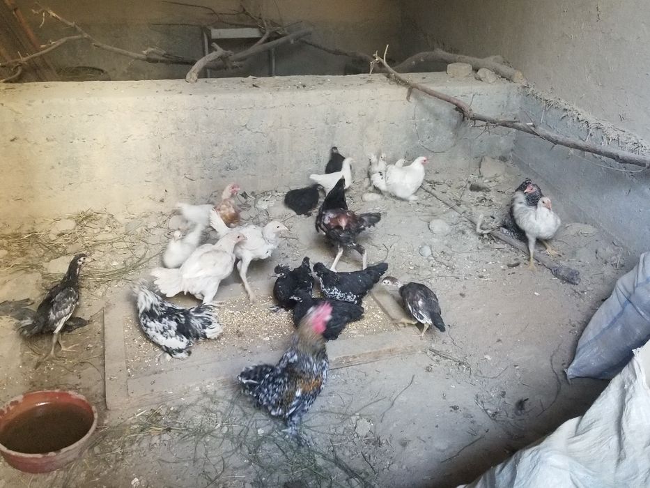 Yaponcha xarxili bor 70dan 100mingacha