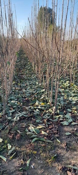 Vând pomi fructiferi