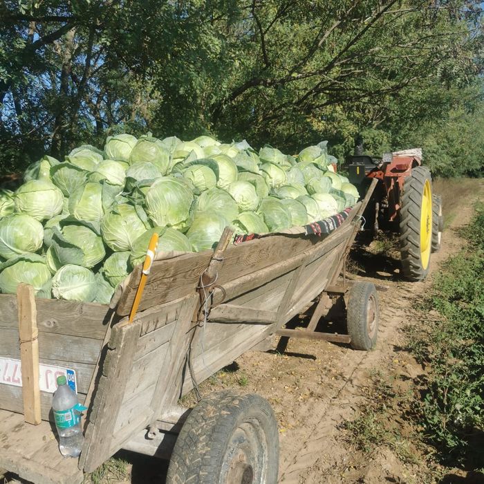 Varza Romaneasca Victoria cu foaia subțire special pentru sarmale.