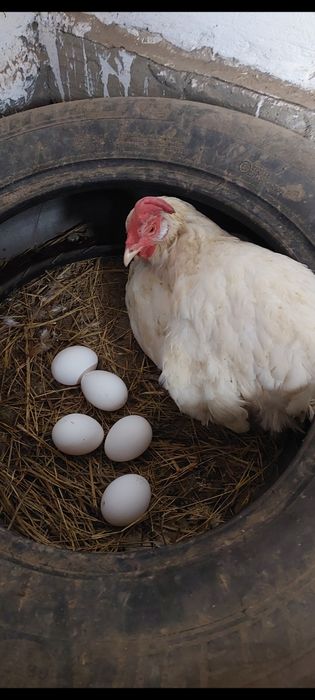 Домашние куринные яица