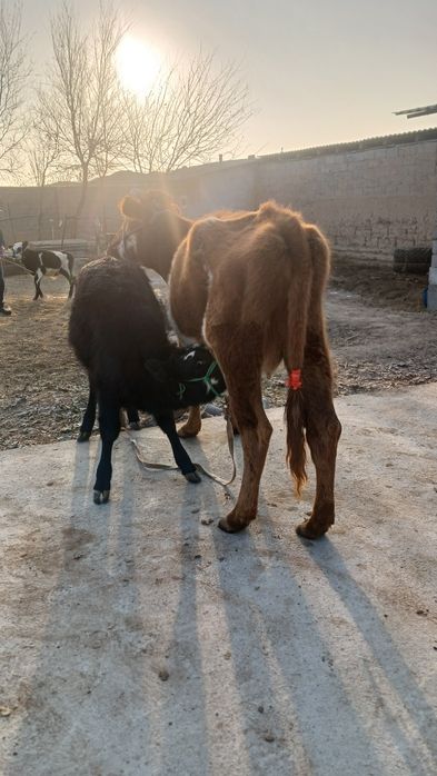 Бұзаулы сиыр сатылады туркестан қаласы
