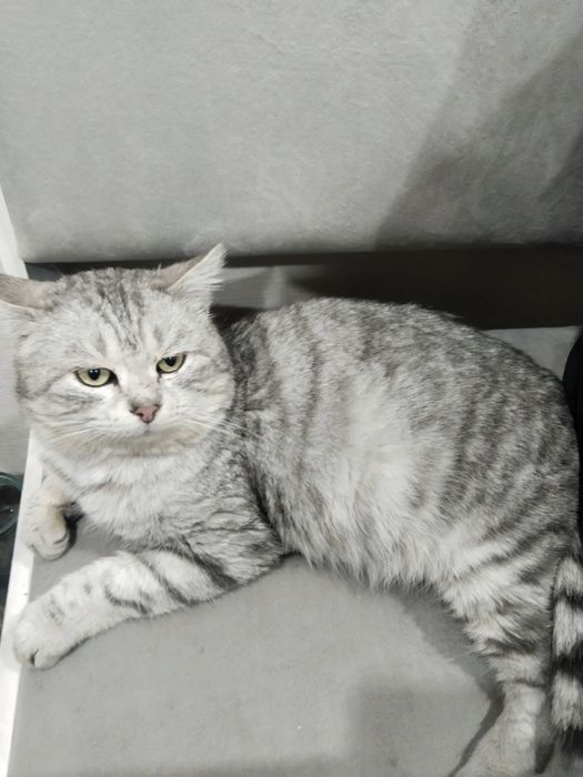 Шотландский котик ищет дом!