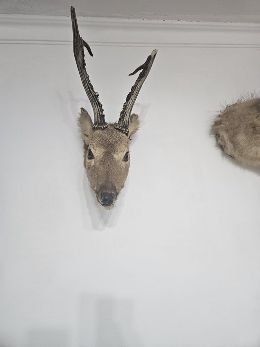 Продается чучело