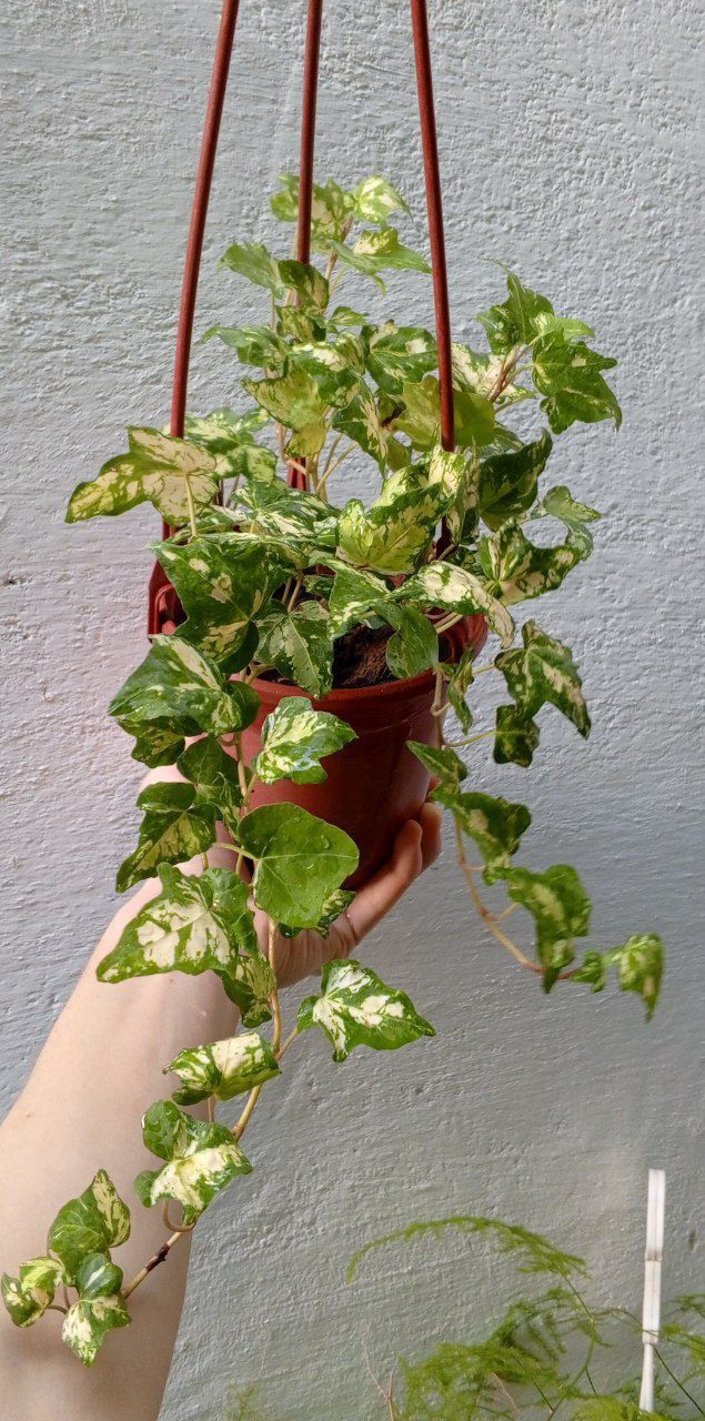 Хедера ( Hedera Golden Jytte). Цветы для дома и офиса.