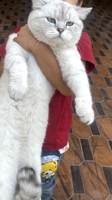 British Shorthair Chinchilla