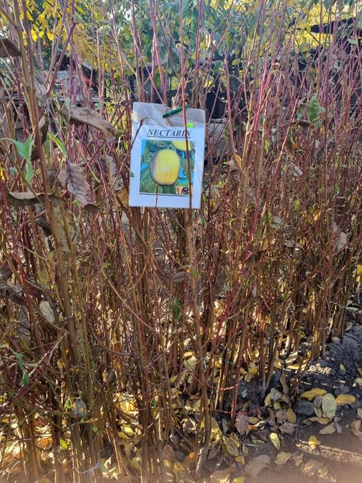 Pomi fructiferi altoiti