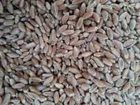 Vand Grau productie 2025 C1 (productie foarte buna)