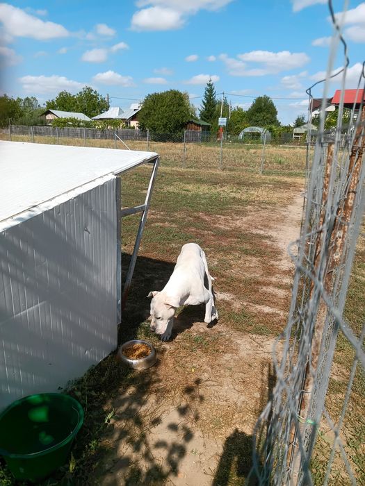 Donez caine Dog Argentinian