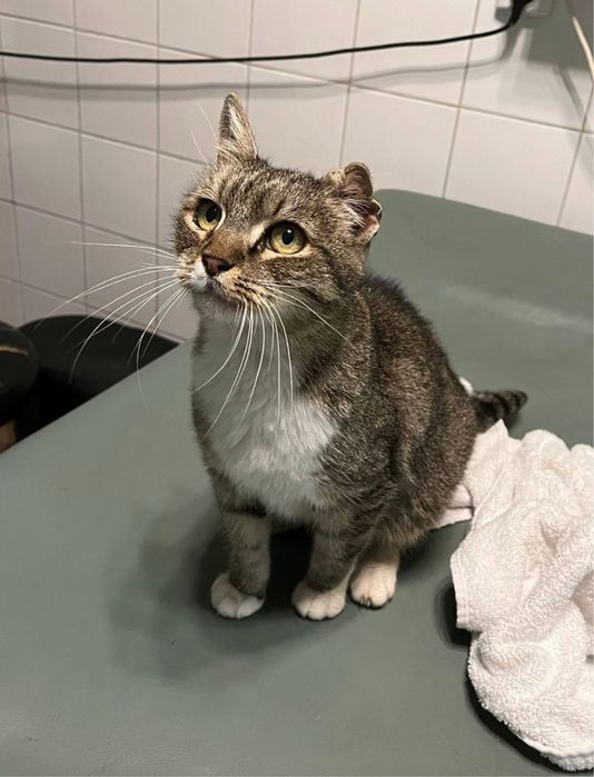 Pisicuta iubitoare, 3 ani jumate, vaccinata si sanatoasa