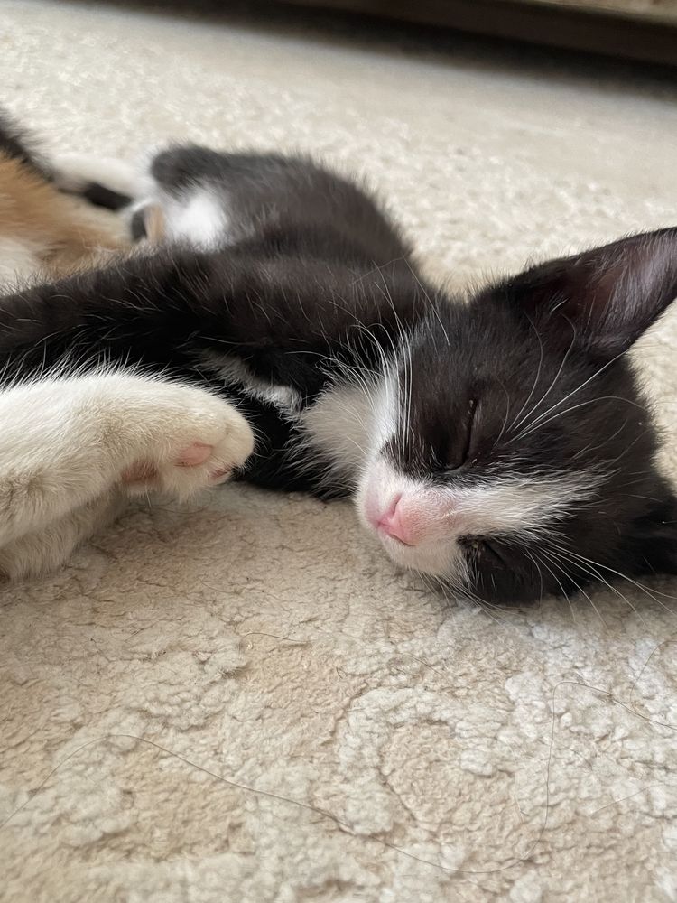 Котята 3 месяца, приучены к лотку игривые