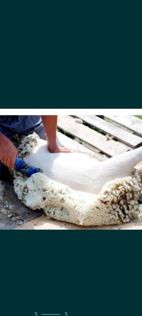 Qoʻy yungini qirqish xizmati Buxoro shahar buylab va arzon