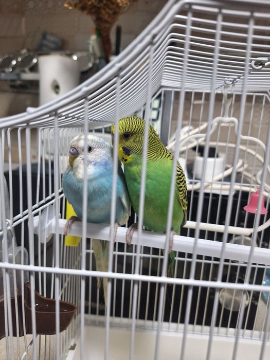 Doi perusi in vârstă de aproximativ 4 luni