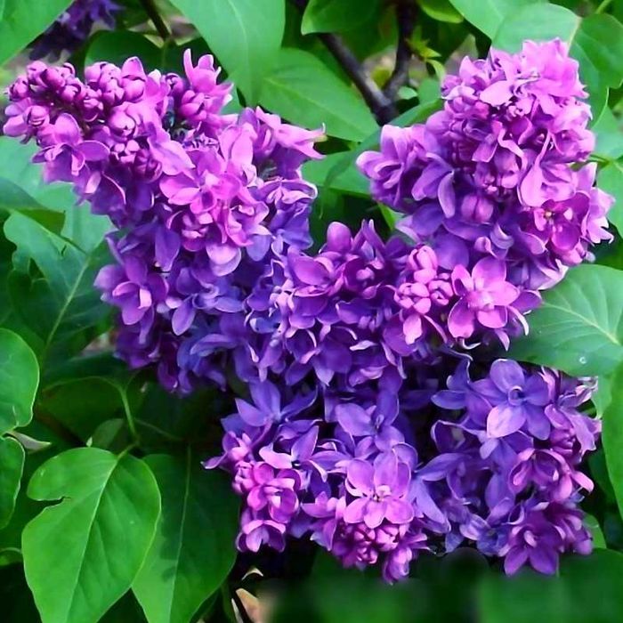 Сирень махровая фиолетовая саженец