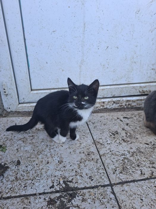 Donez pisicute pui .Rog seriozitate