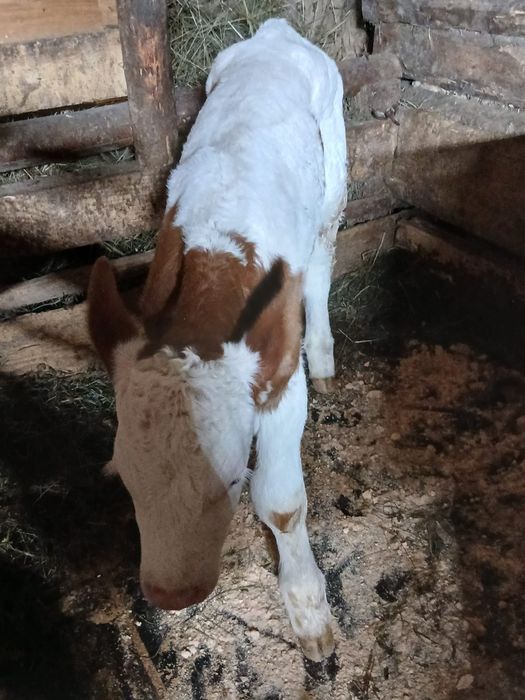 Vițică 2 săptămâni