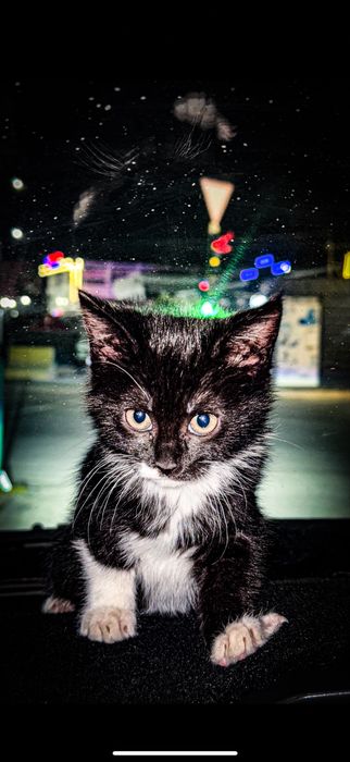 Siyam mushigi toza zotlik | 1.5 oylik