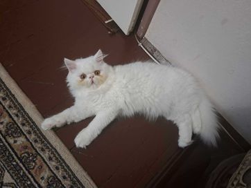 чистокръвно персийско  коте