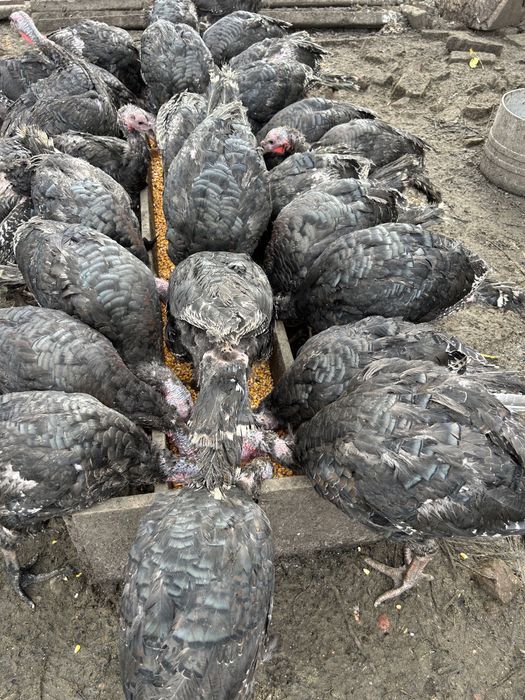 Vand curci si curcani