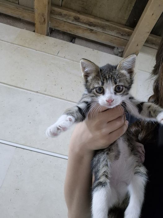 Котёнок в добрые руки