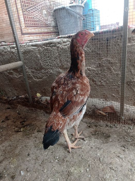 Tovuq sotiladi dakan