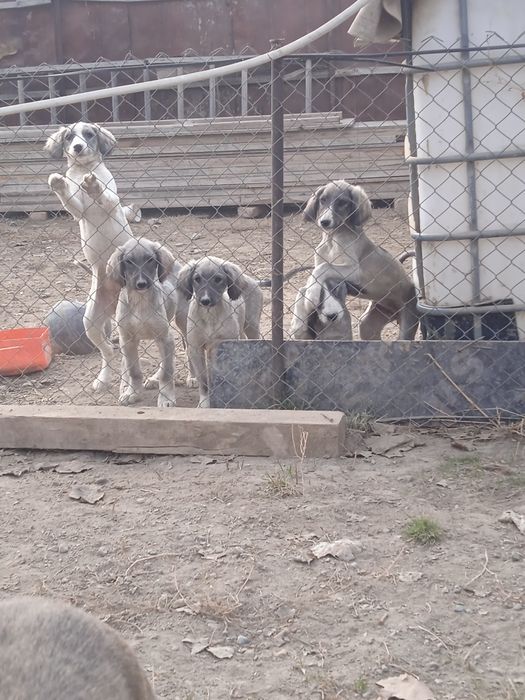 Тазы күшыктер бар ұргашы сатылады екы айлық