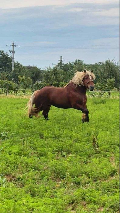 Armasar Comtois disponibil ptr reproducție