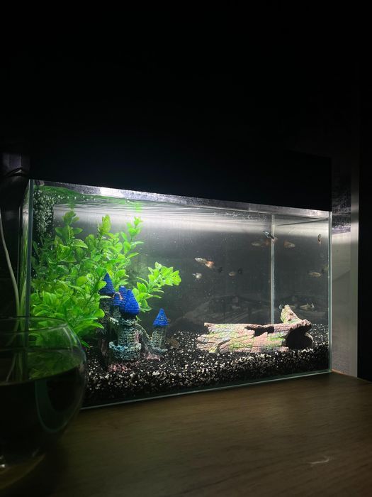 Продам срочно аквариум