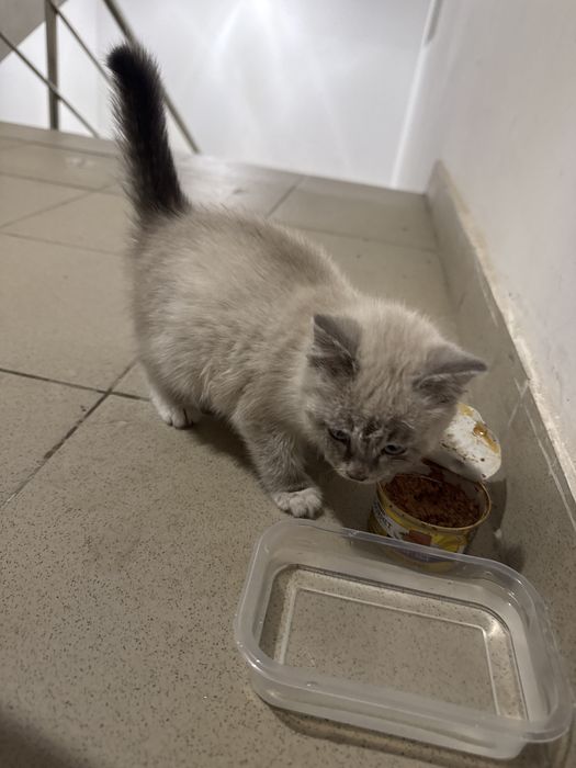 Возьмите котенка домой