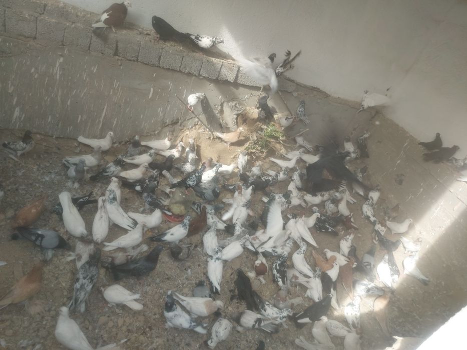 Разные голубииии