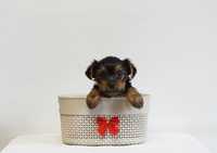 Yorkshire Terrier Mini Toy