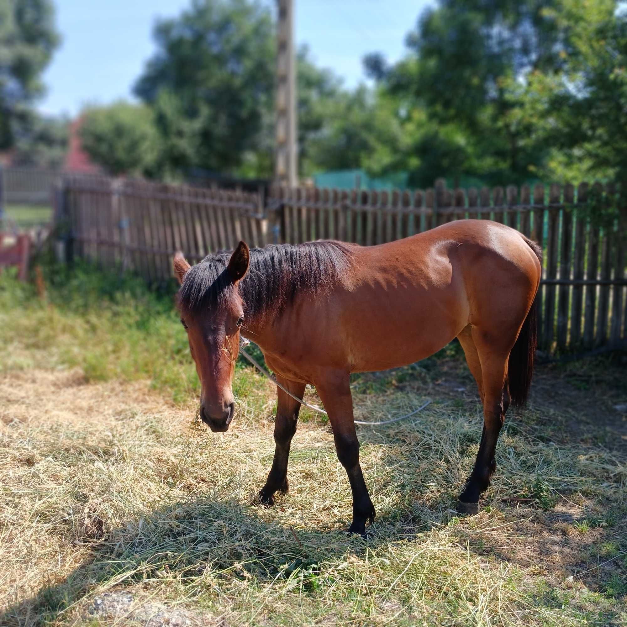 Vând cârlană 1 an si 2 luni