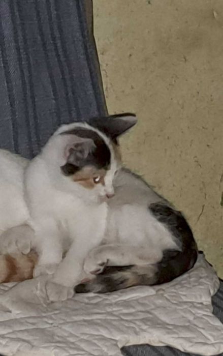 Donez doua pisicute foarte cuminti