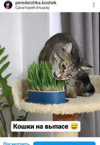 Набор для выращивания травы для кошек и для микрозелени
