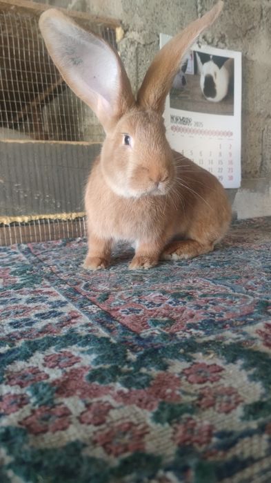 Masculas uriaș german galben