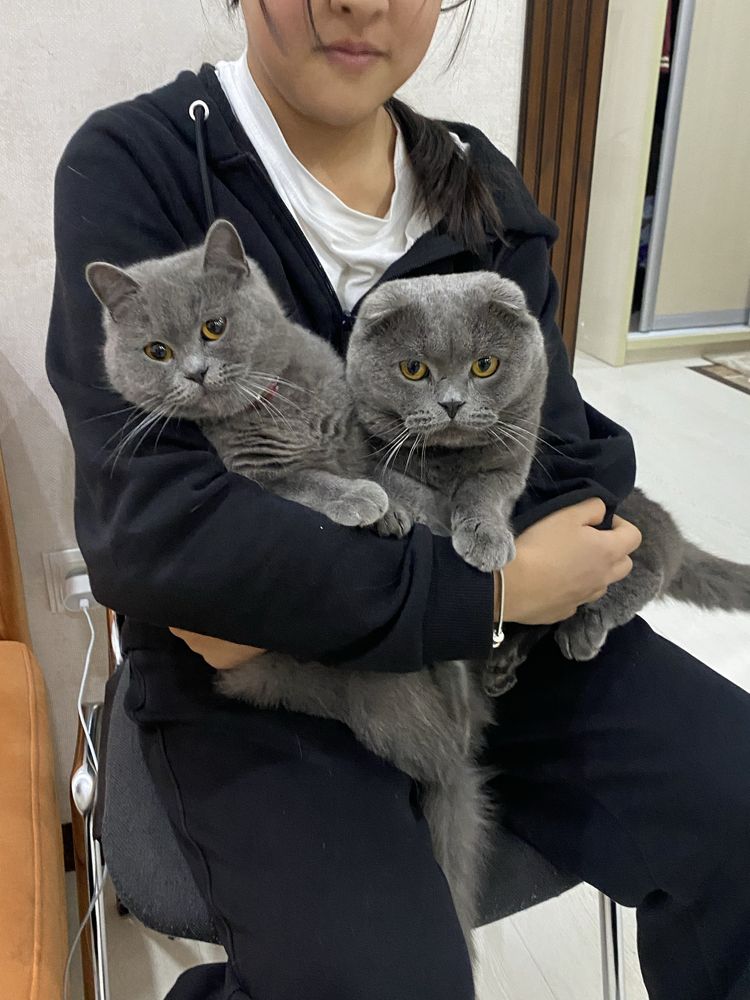 Котята читокровные скотиш страйт свои, только в добрые руки