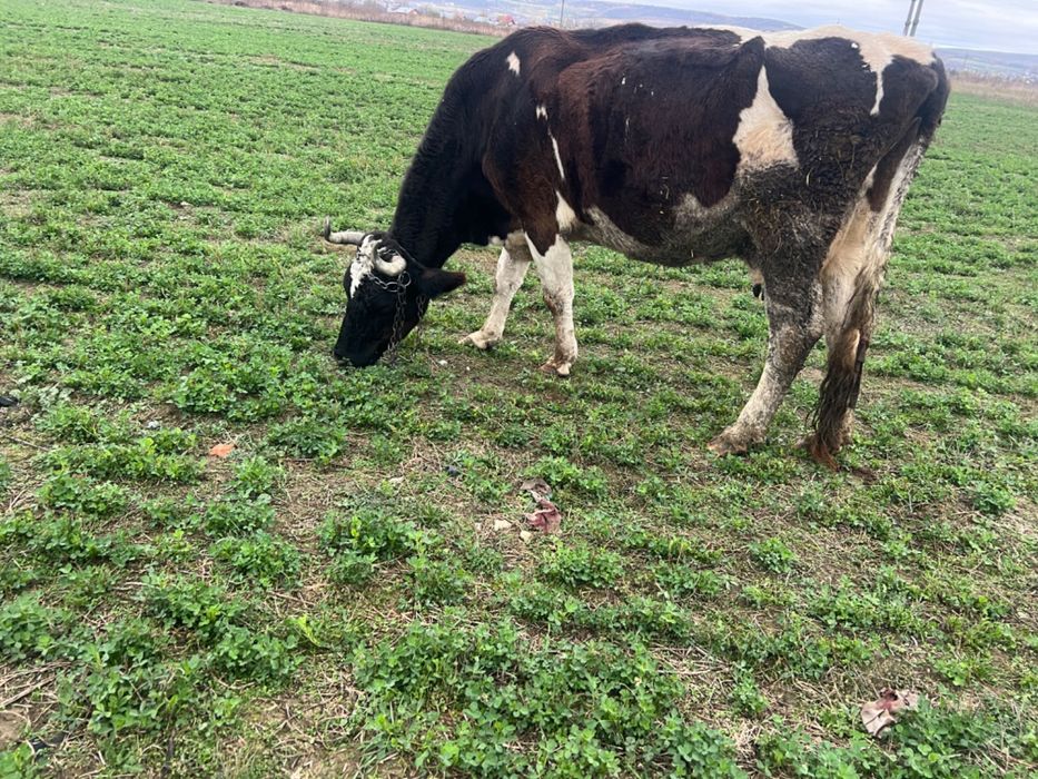 Vând vacă gestantă în 3 luni