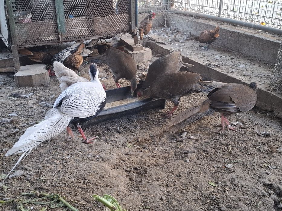 Fazani argintii 1+3-4