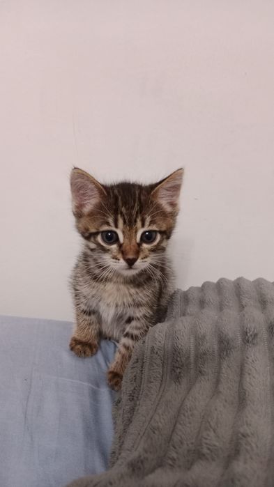 Продам бенгальский котёнка