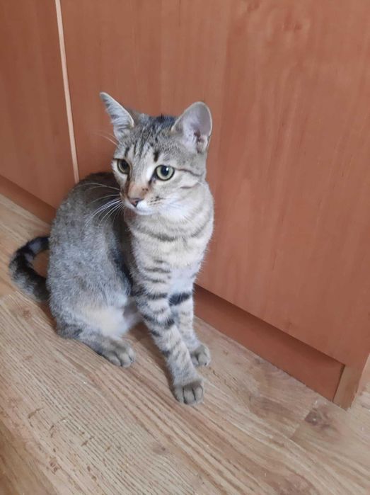 Tigruță pentru adopție
