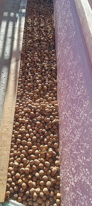 Nuci,de vânzare,2025