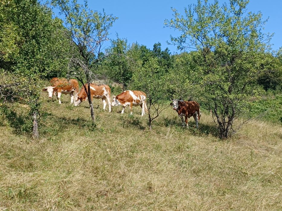 Vând juninci gestante din mame cu origine