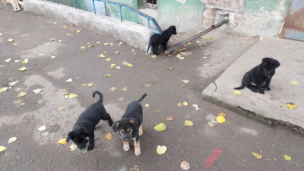Кутята во дворе дома Назарбаева 203, 9 кутят