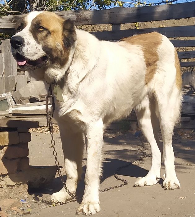 Азиат приглашает на вязку.