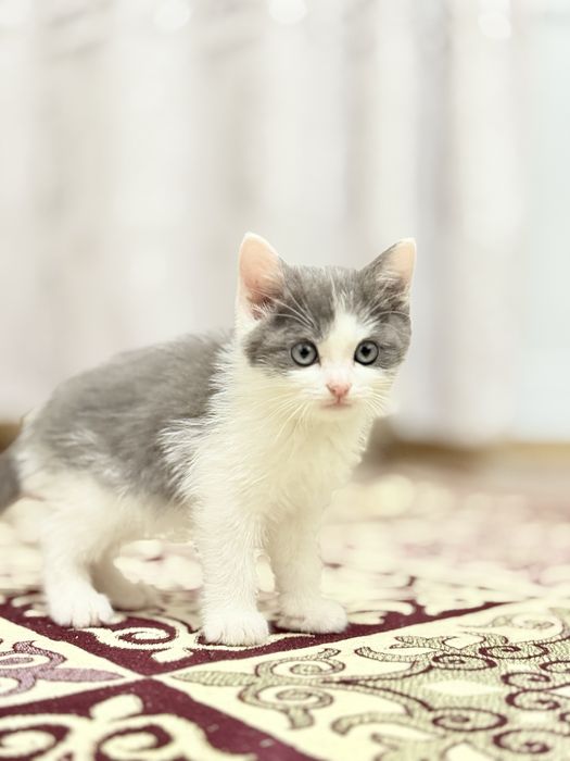 Продам котята Британская породы