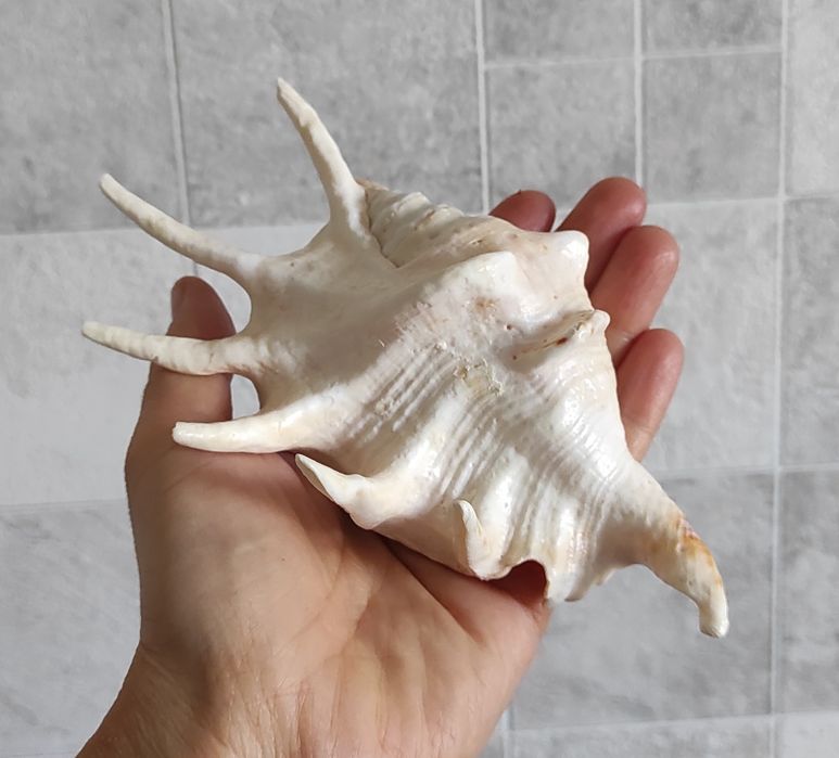 Морская ракушка Лямбис
