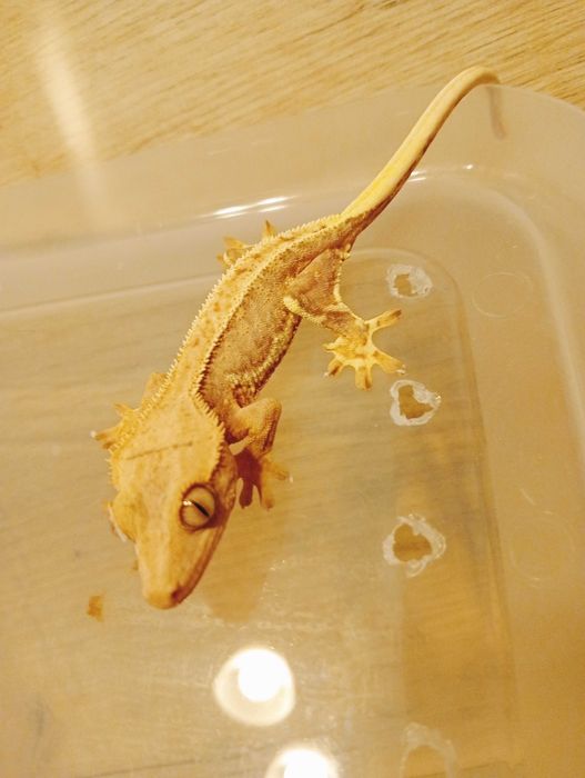 Șopârla Gecko Crested Înca nu e adult