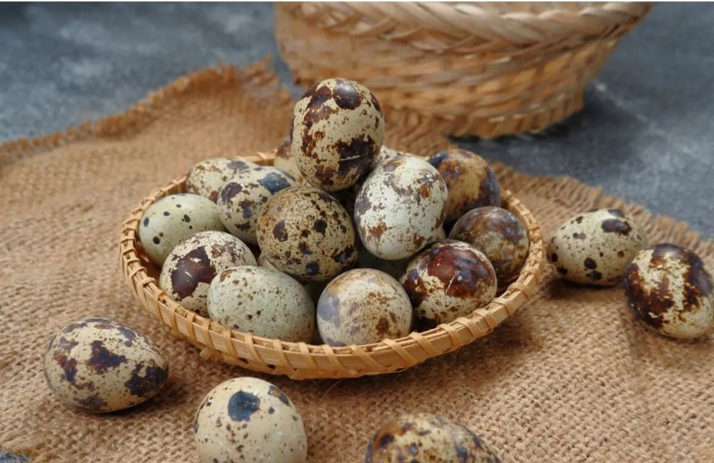 Vând oua de prepeliță