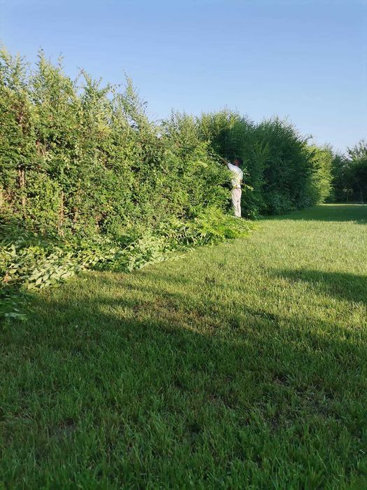 Tundem gazon buruieni lăstăriș defrișăm săpăm semănăm