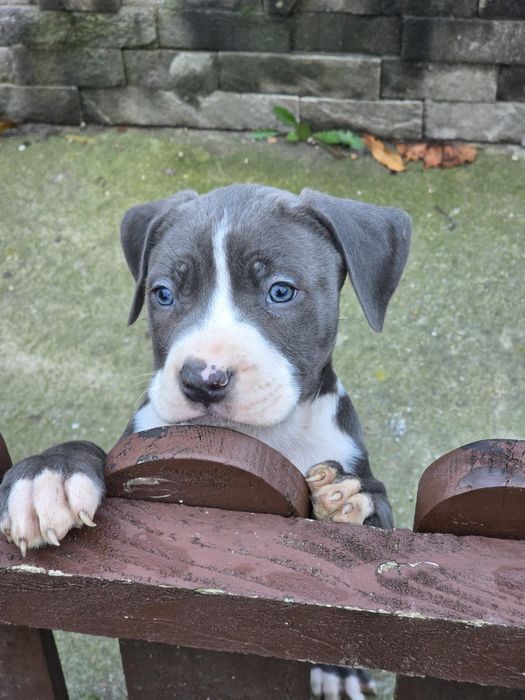 Pui perfect sanatosi cu pedigree