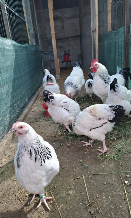 Ouă, Cocosi Jersey Giant,, Cocosi Sussex si Playmount.